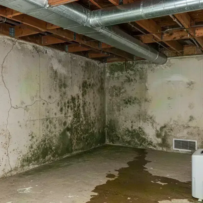 Professional Mold Removal in Wormleysburg, PA